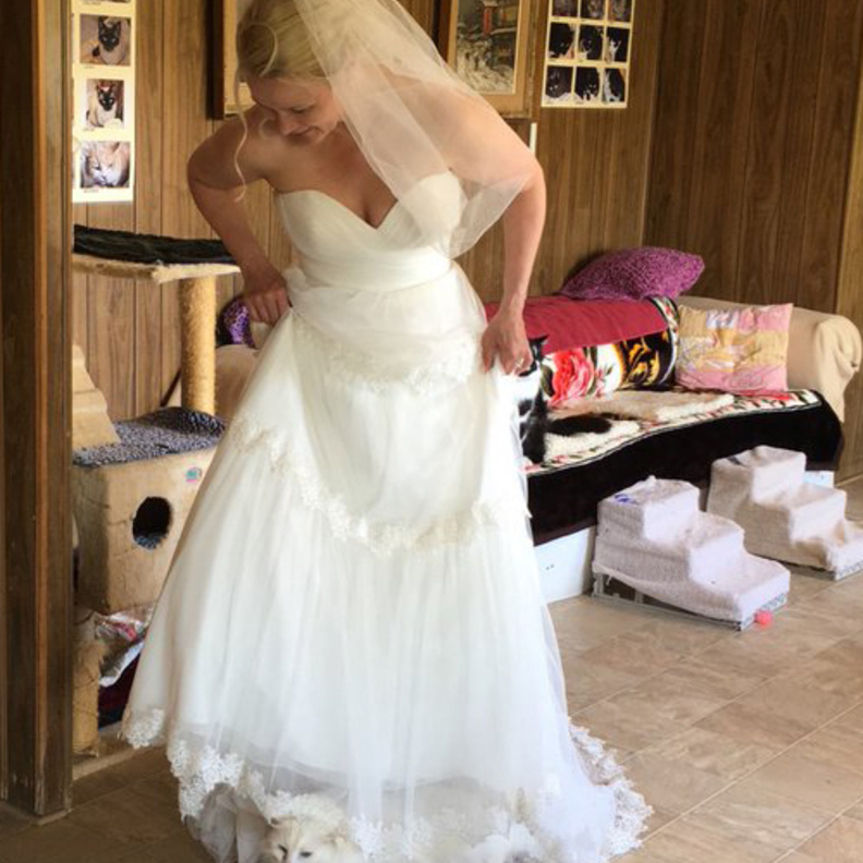 طعام مخصص للقطط في حفل الزفاف