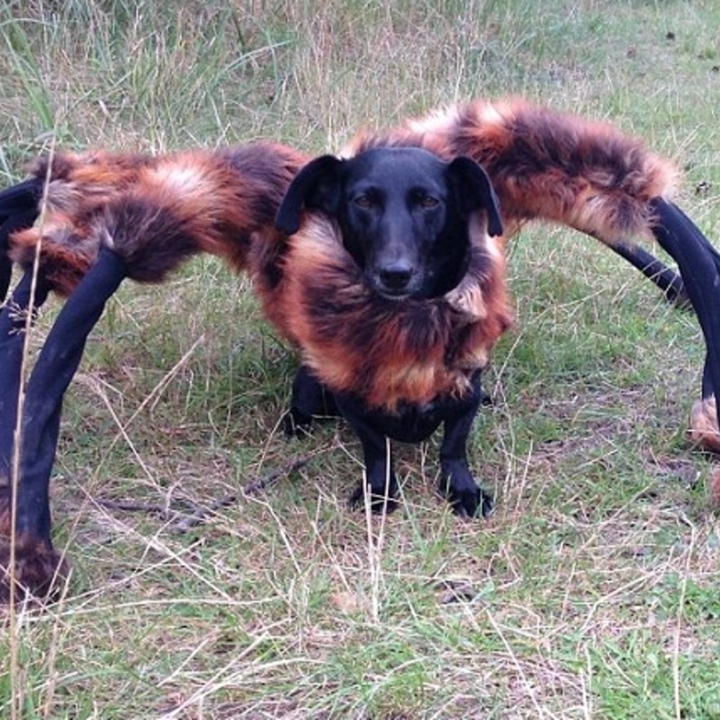 بالفيديو: الكلب العنكبوت يرعب المارة!