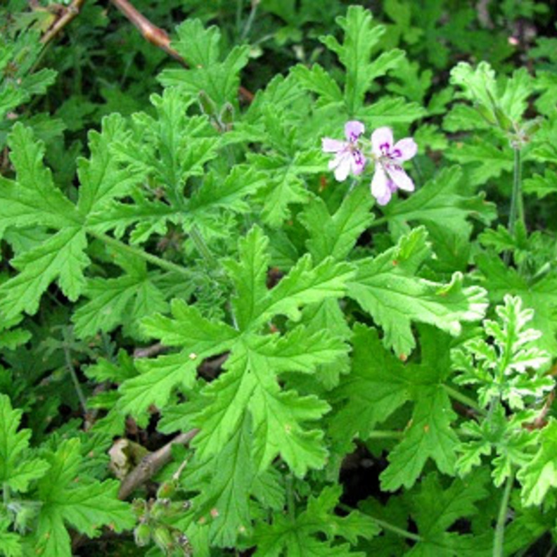 فوائد لعشبة العطرة لا تحصى