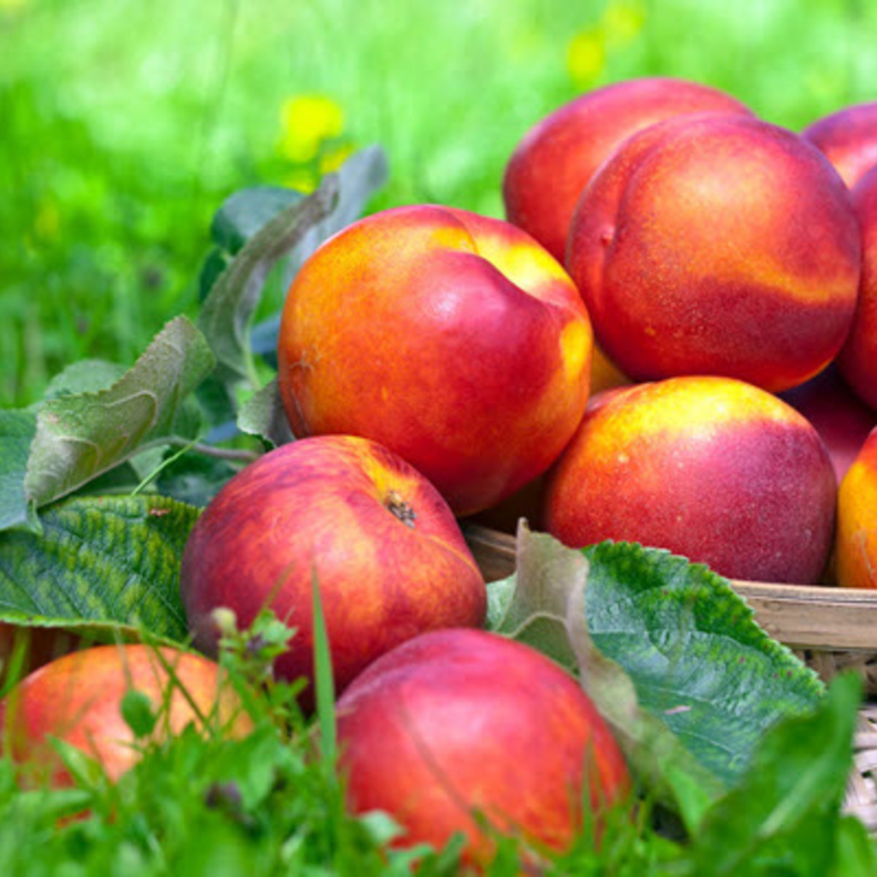 فوائد الدراق الصحية عديدة و هامة لجسم الانسان