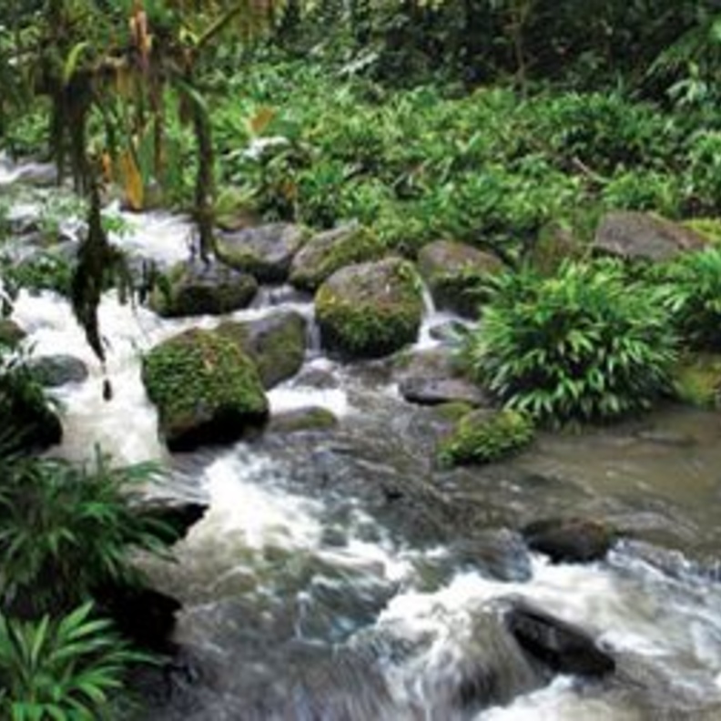 غابات كينيا