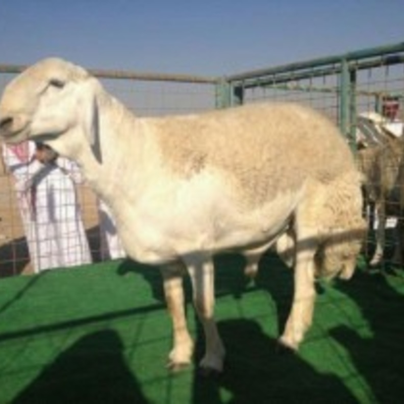بيع خروف بـ 400 ألف ريال