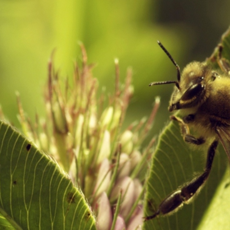 More Than Honey