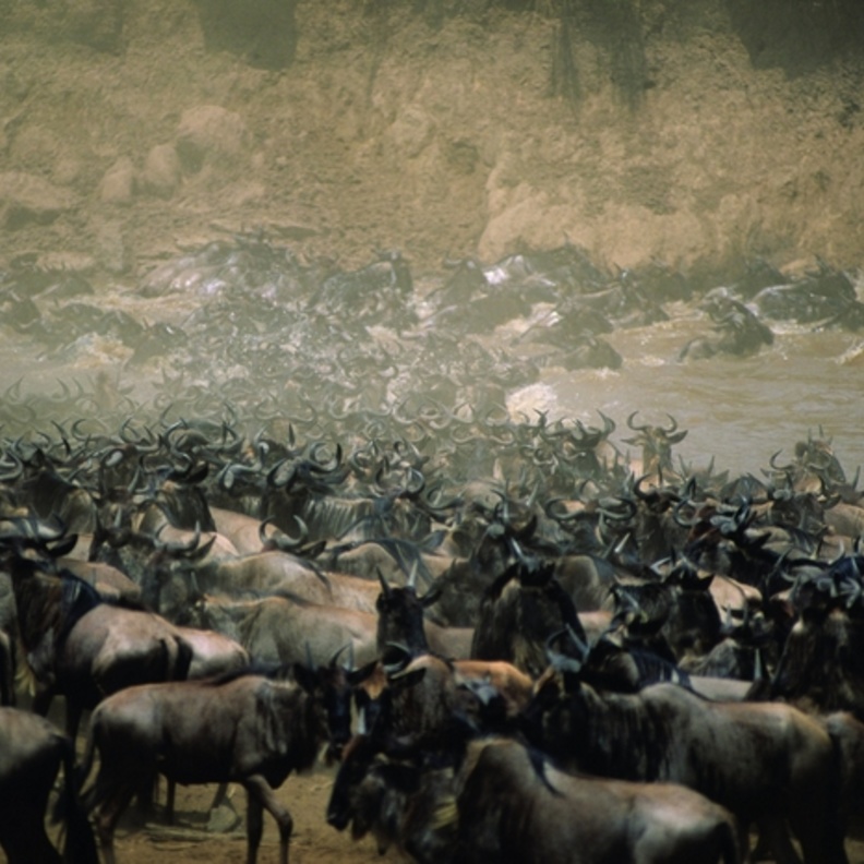 حياة برية حقيقية في قلب كينيا