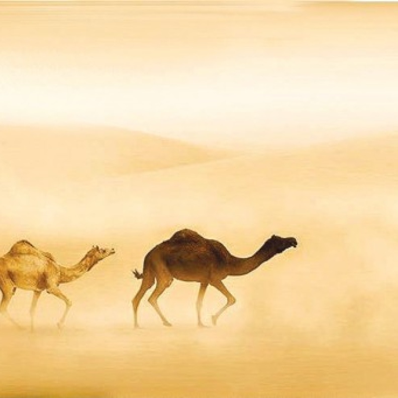 الصورة الفائزة لمحمد الخراري - جمال