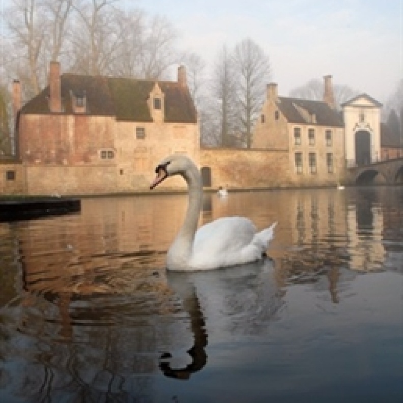 Swan Lake