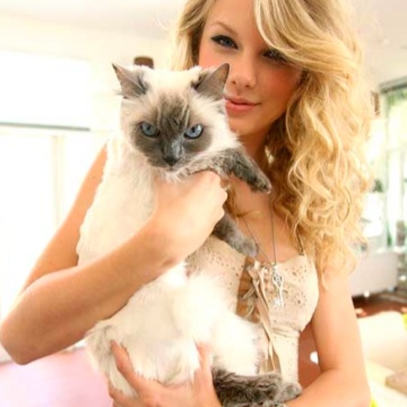 Meredith Swift قطة تايلور سويفت