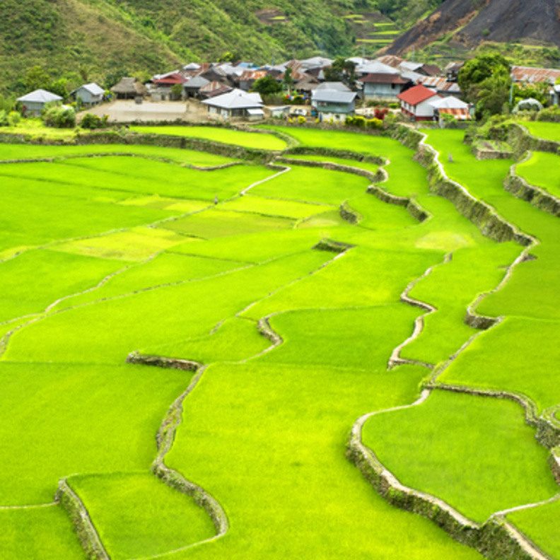 الأرز في جبال كورديليرا، الفلبين