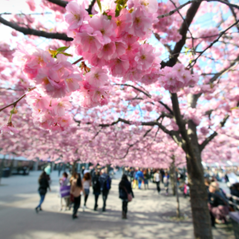 الأشجارالكرز ، ستوكهولم، السويد