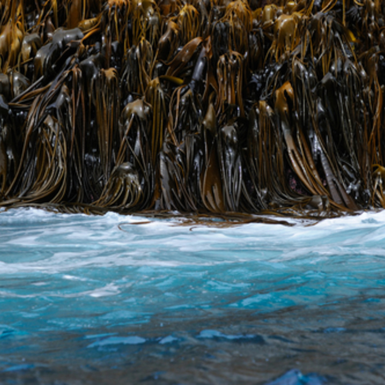 الأعشاب البحرية في المياه شبه القطبية الجنوبية