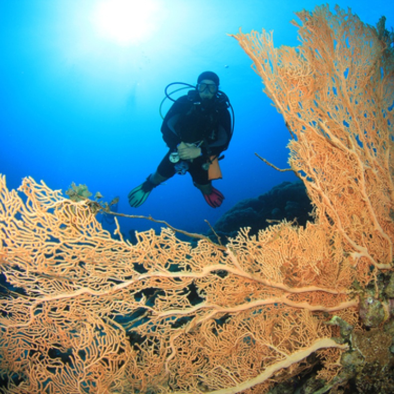 الشعاب المرجانية وغواص سكوبا