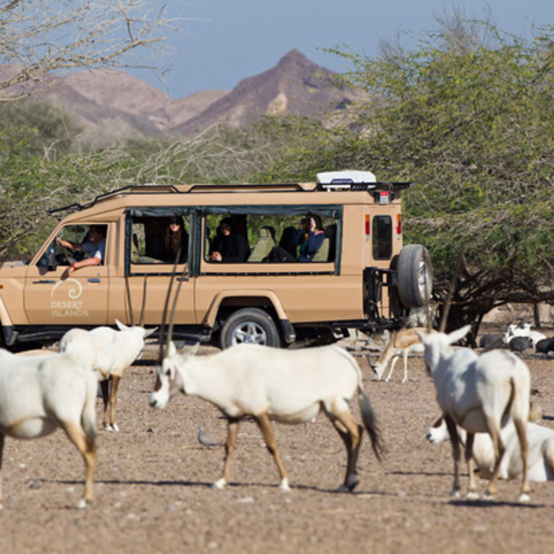 في جزيرة صير بني ياس 2010