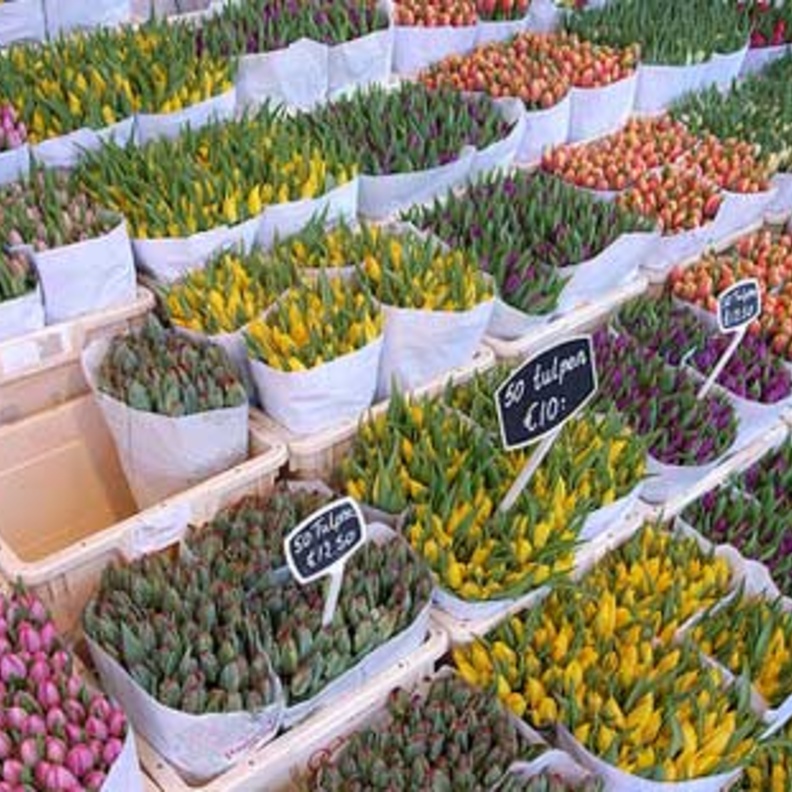 أمستردام... سحر كثير بإنفاق قليل!