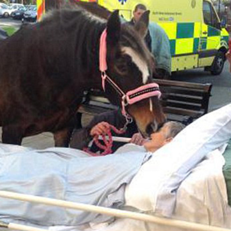 قبل وفاتها بقليل... مصابة بالسرطان تطلب توديع حصانها