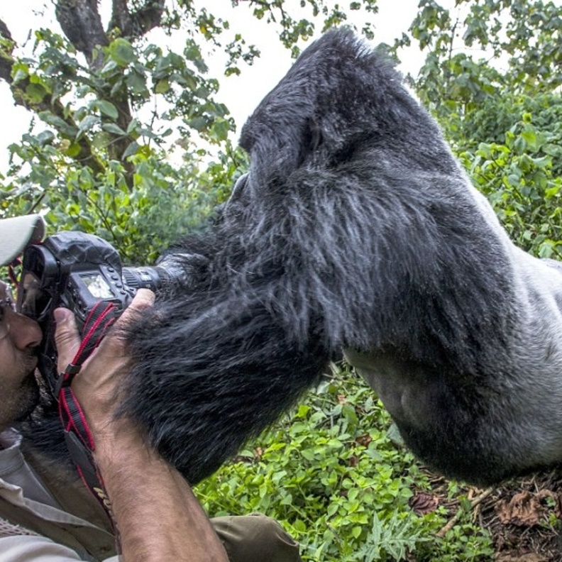 بالصور.. غوريلا تهاجم مصور