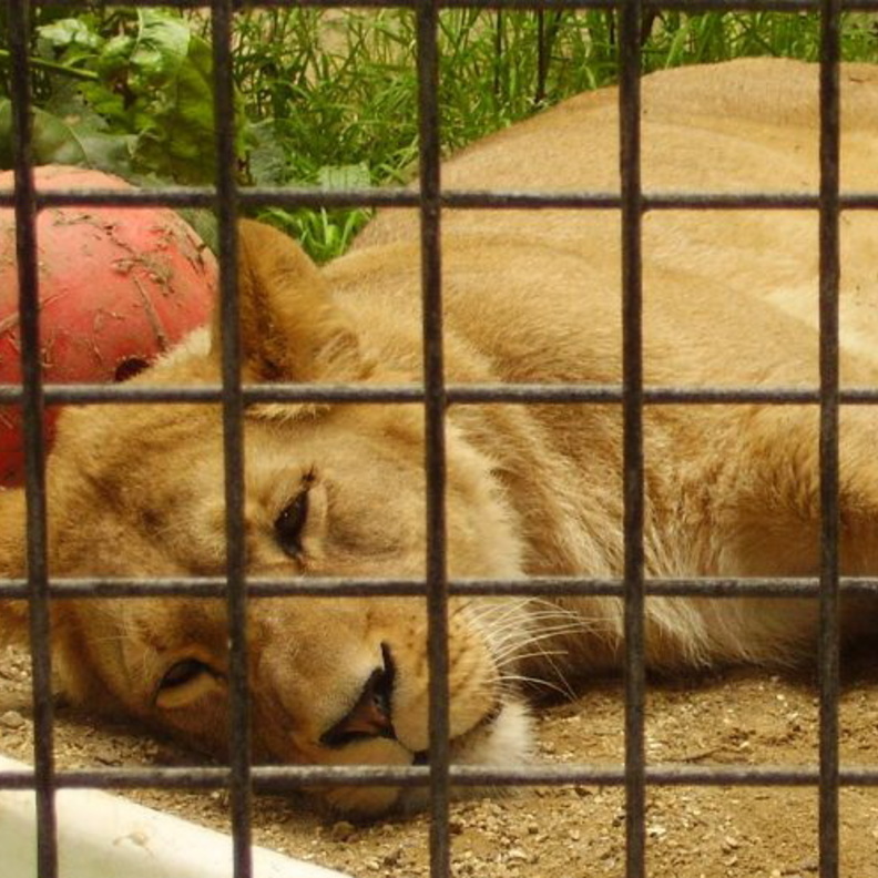 لبوة تأكل مالكها الكويتي في المنطقة الشرقية بالسعودية!