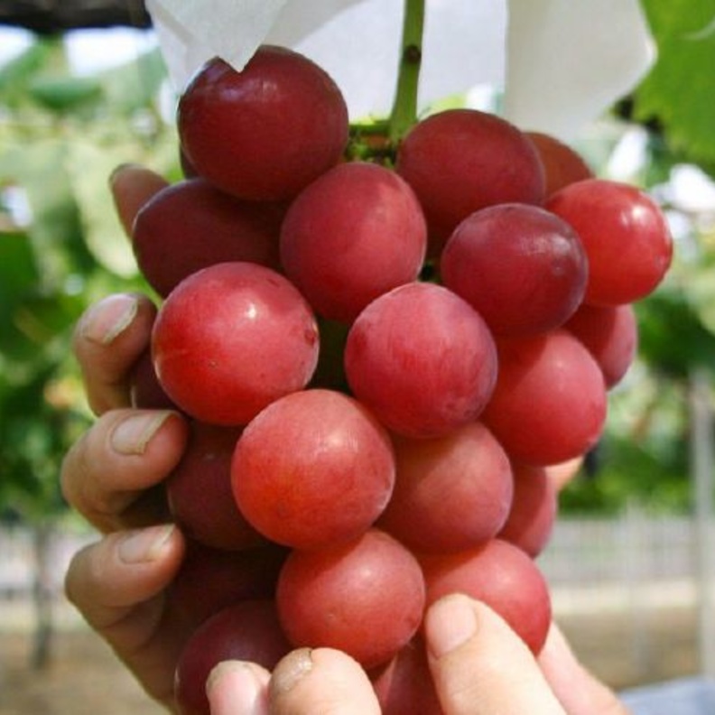 عنقود عنب روني رومان