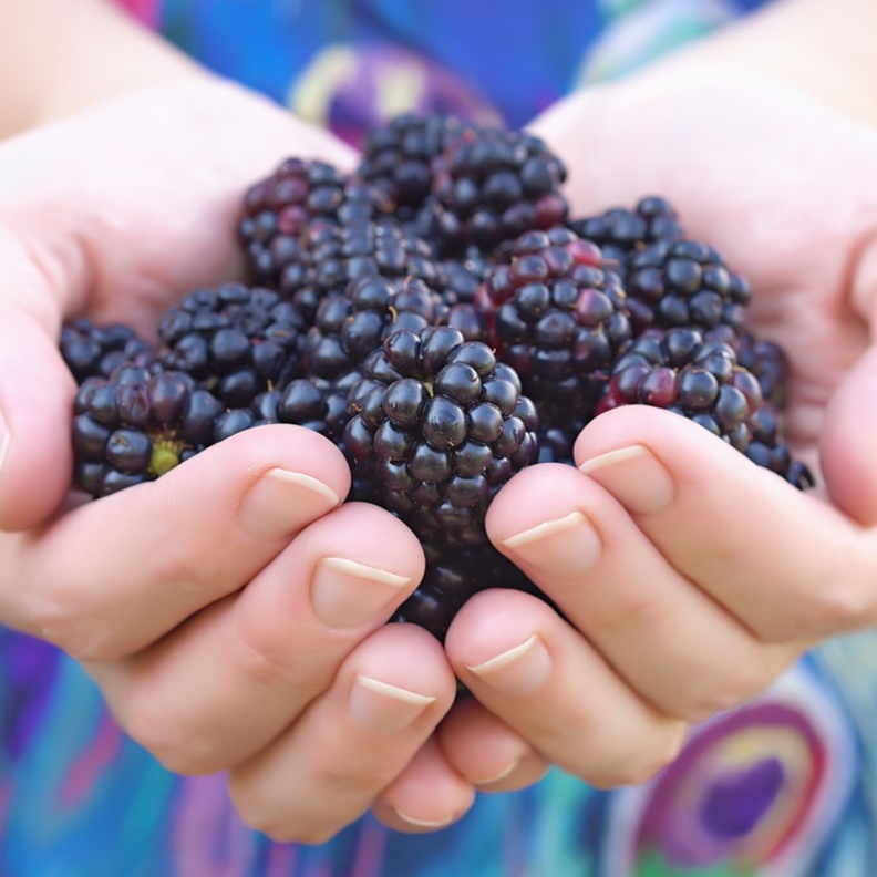 يقدم لك الارز الاسمر كمية من الالياف اكبر من الابيض