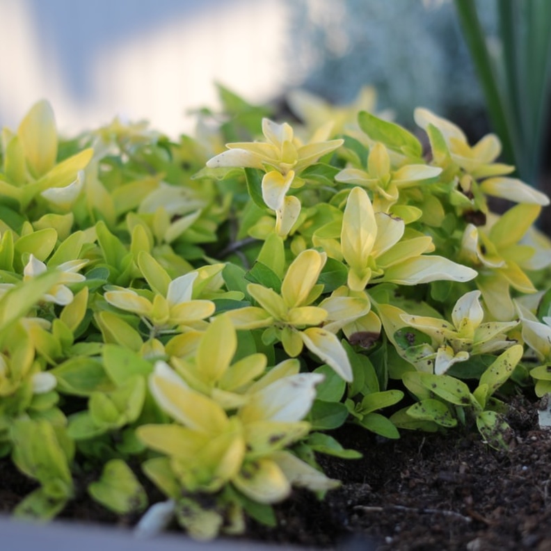 فوائد عشبة اللويزة للقولون العصبي وطريقة استخدامها