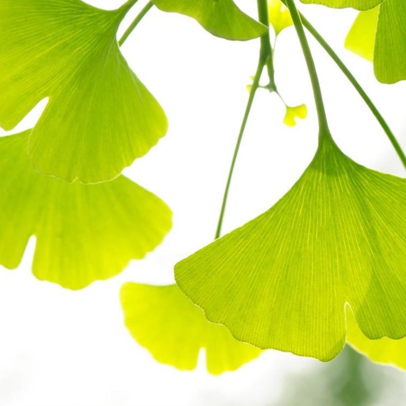 فوائد عشبة الجنكة للتنحيف