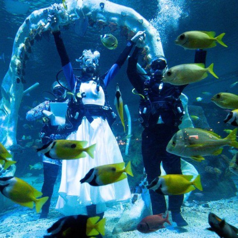 مراسم زواج في حوض أسماك تحت الماء