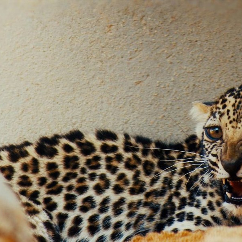 ولادة نمر عربي نادر في السعودية تجدد الأمل للأنواع المهددة بالانقراض