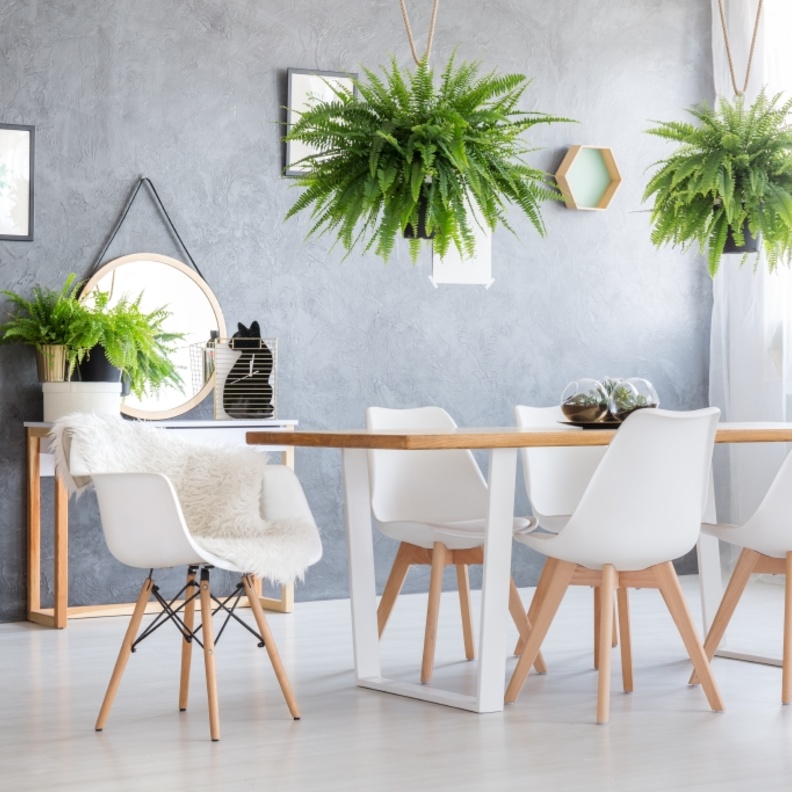 أحواض من النباتات المعلقة فوق طاولة الطعام