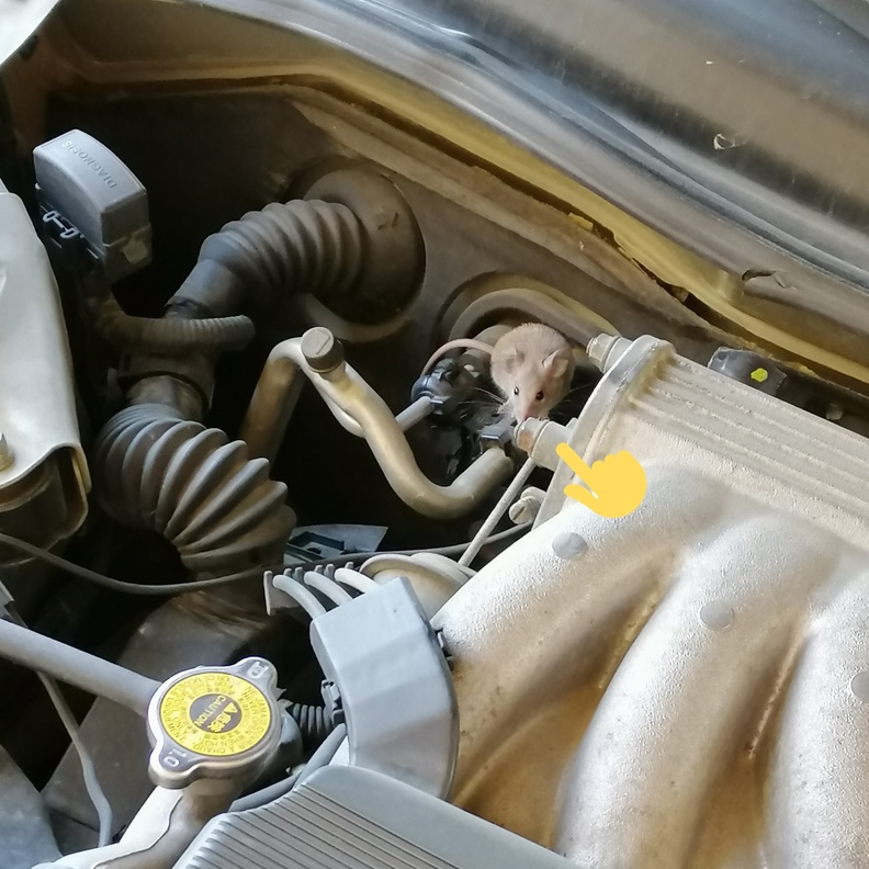 خبراء يحذرون من استخدام ماء الحنفية مع مبرد السيارة