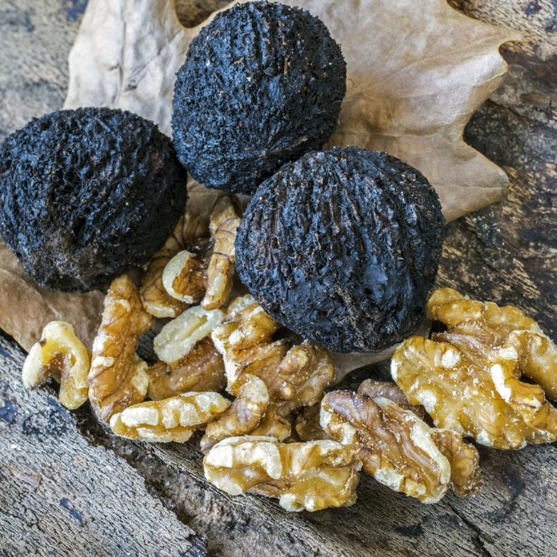 ماهو الجوز الأسود وما فوائده الصحية