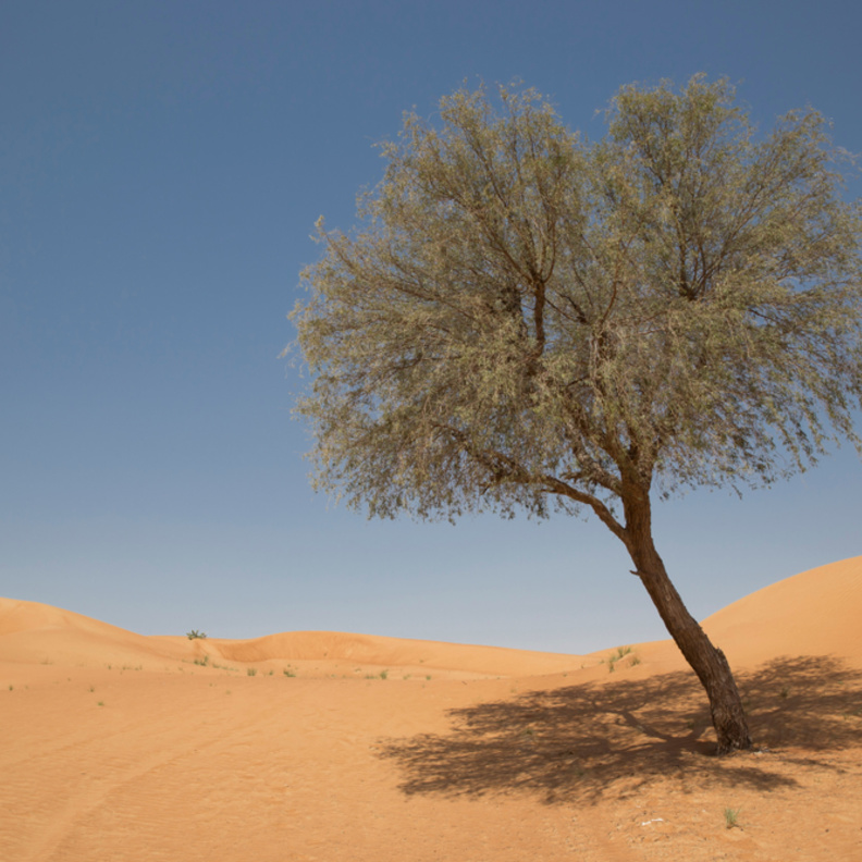 شجرة الغاف.. رمز التسامح الإماراتي عبر التاريخ يزين أركان إكسبو 2020 دبي 