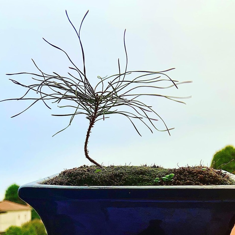 متحف بونساي Bonsai Museum