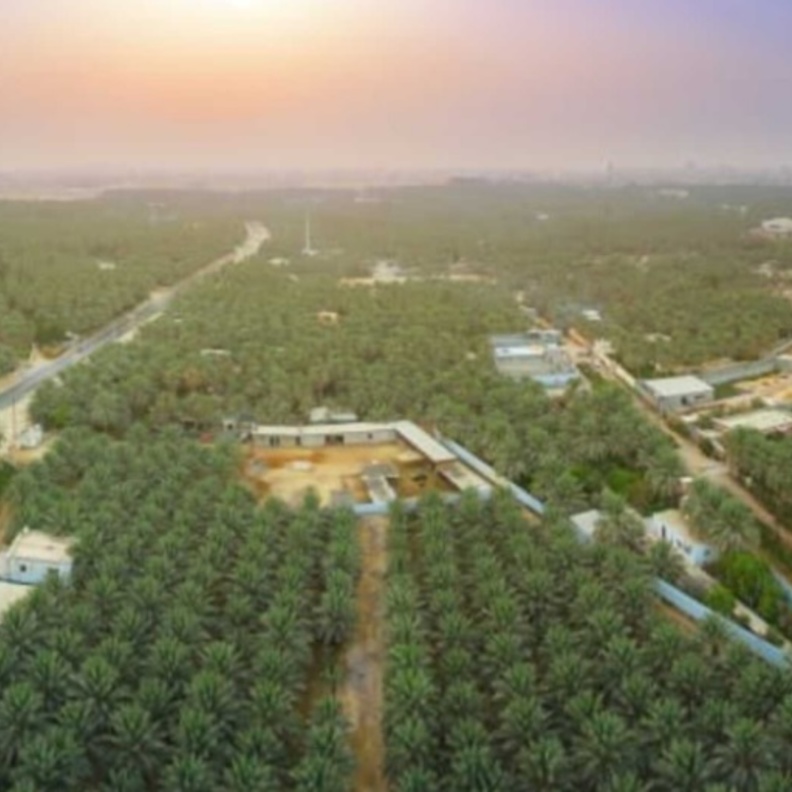 منظر رأسي خلاب لواحة الأحساء - المصدر روح السعودية 