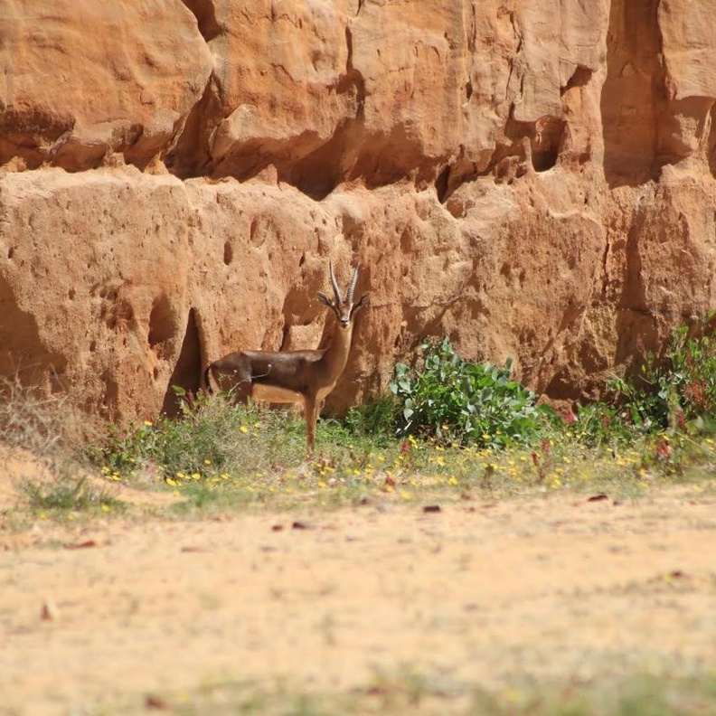 لحظات لا تنسى في محمية شرعان الطبيعية - المصدر روح السعودية
