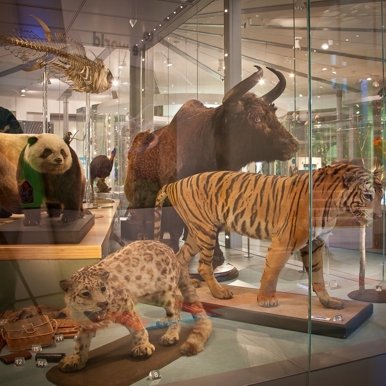متحف مدينة ليدز Leeds City Museum