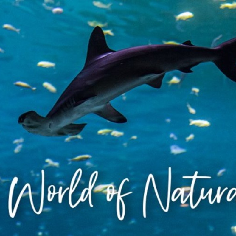 ناشونال اكواريوم.. تجربة مشوقة ومغامرة ساحرة برفقة 46 ألف كائن بحري في أبوظبي  