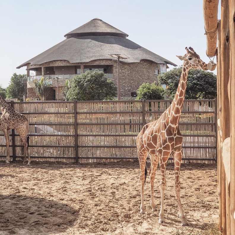 أنواع مميزة من الحيوانات تجدها في دبي سفاري بارك