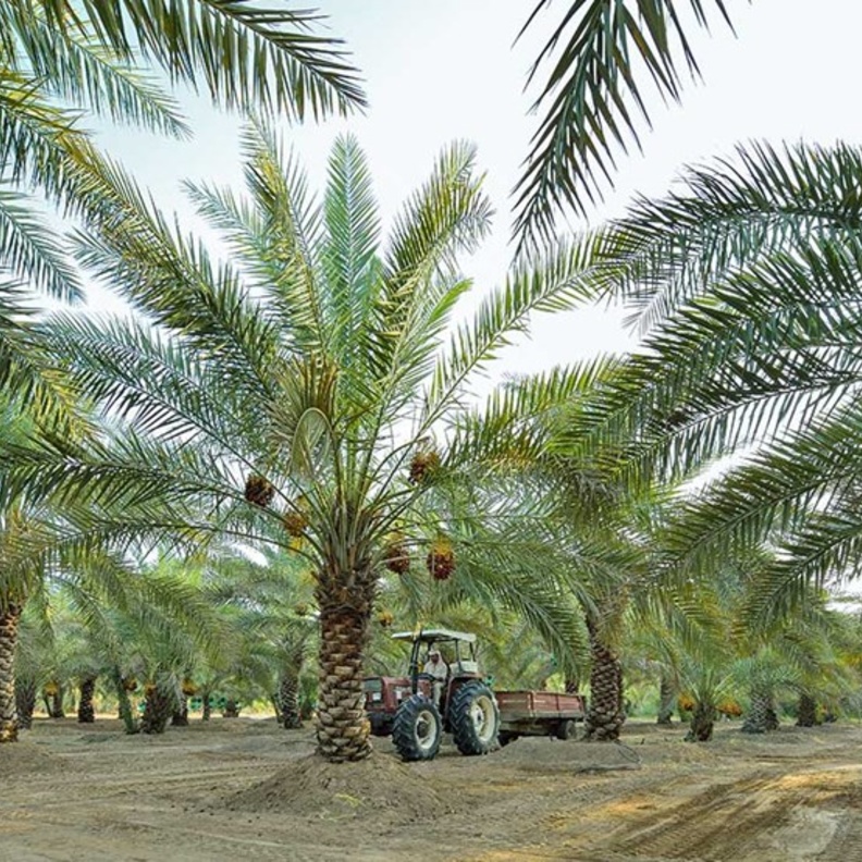 واحة الذيد.. أجواء تراثية ساحرة وتجربة ممتعة في أحضان الصحراء 
