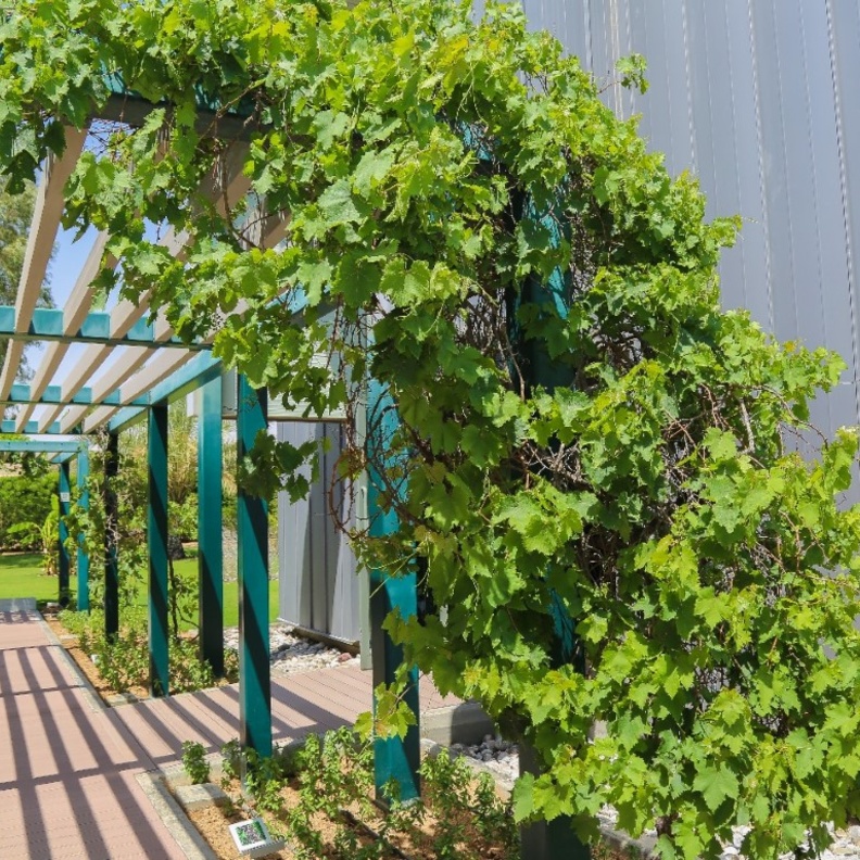 الحديقة النباتية الإسلامية.. تجربة هادئة في أحضان الطبيعة الخلابة بالشارقة 