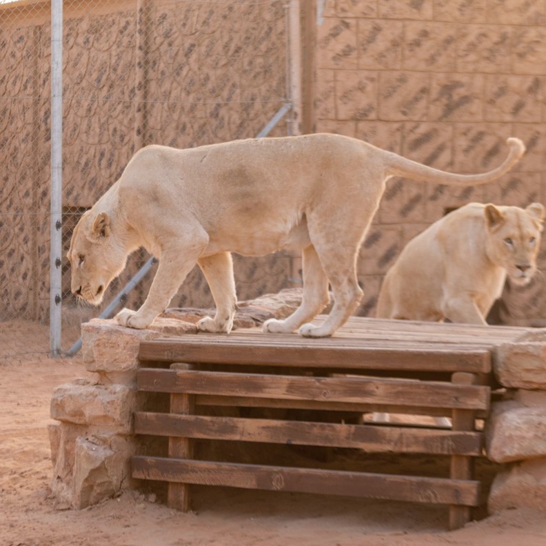 منطقة "رياض سفاري" تتيح لزوارها أيامًا إضافية من التجارب النادرة بوجود الأسد الأبيض