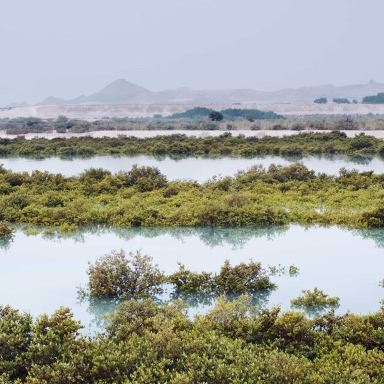 منتزه القرم الوطني.. وجهة طبيعية ساحرة لعشاق الطبيعة في أبوظبي