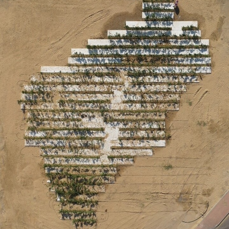 أكبر شعار لمبادرة "السعودية الخضراء" تدخل أمانة المنطقة الشرقية موسوعة "غينيس"