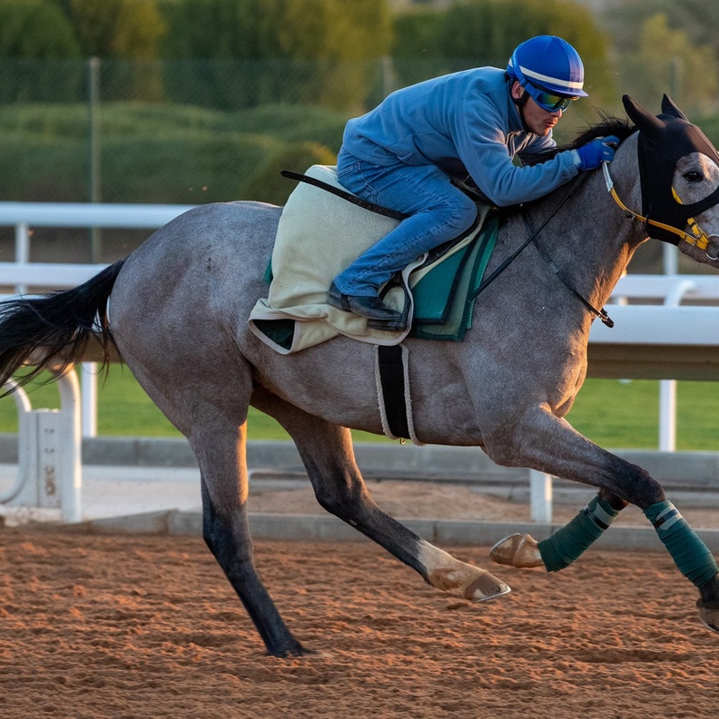 انطلاق مهرجان كؤوس الملوك 2022 لسباقات الخيل الجمعة المقبلة - المصدر نادي سباقات الخيل