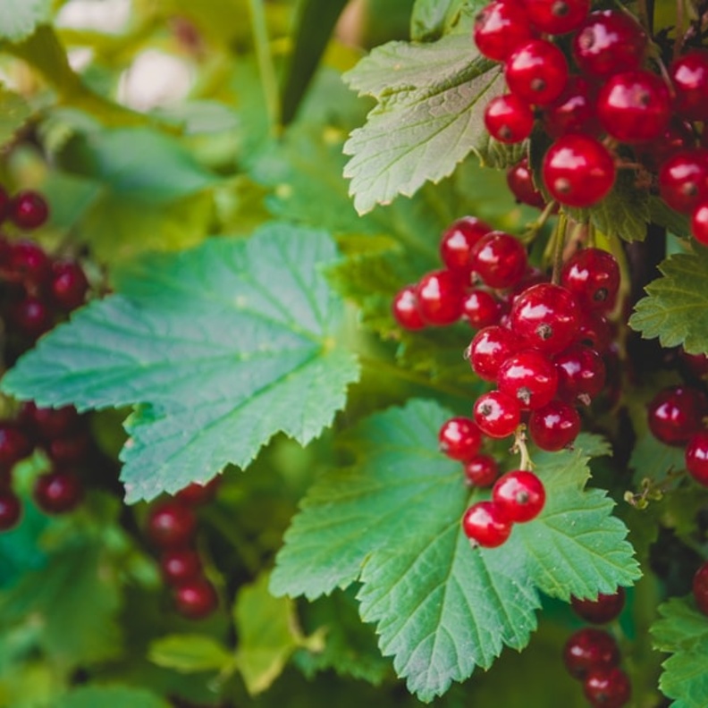 فوائد الكشمش الأسود لمرضى السكري