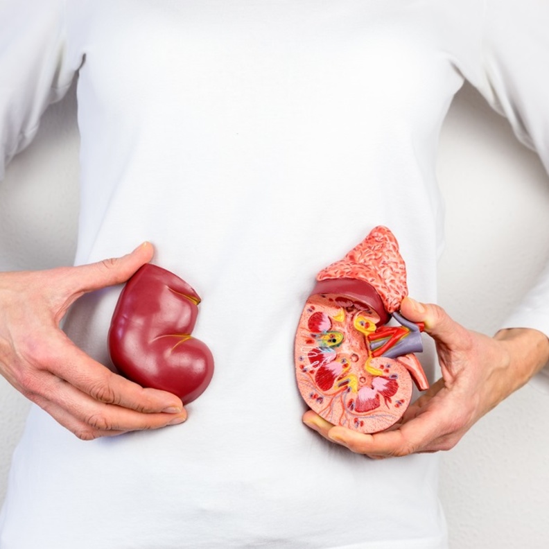 ما هي أسباب ارتفاع البولينا وما هي المضاعفات