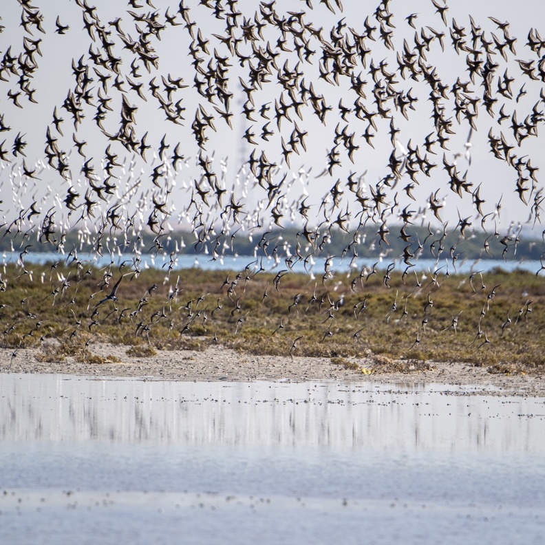 أم القيوين.. سواحل خلابة ومحميات طبيعية تأسر قلوب المغامرين