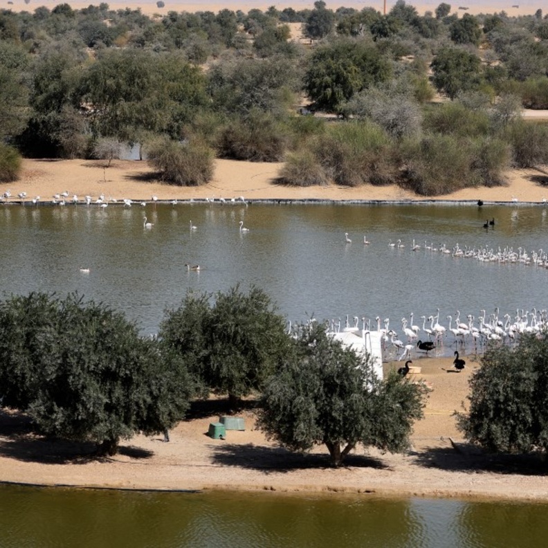 6 وجهات مفضلة للتخييم في دبي.. لا تفوّتوا زيارتها! 