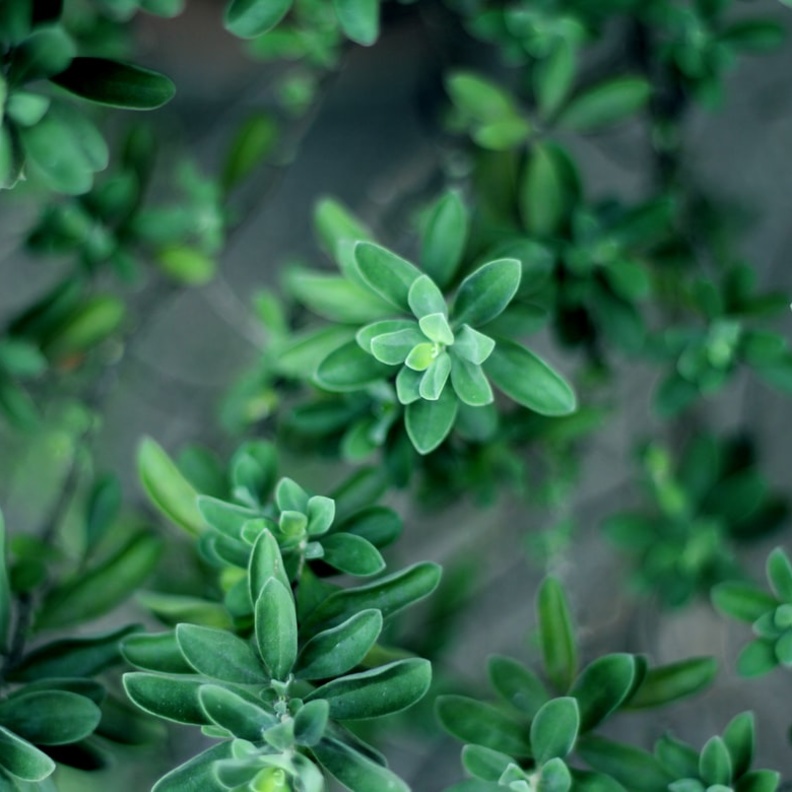 ماهي فوائد الزعتر للدورة الشهرية