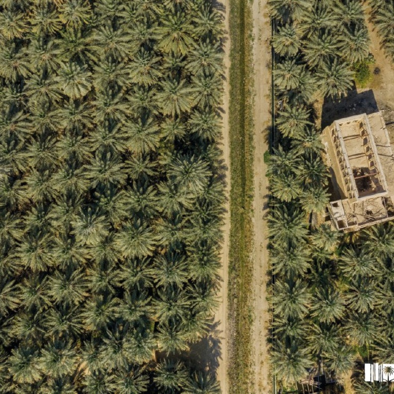 واحة النخيل بالأحساء - المصدر الثقافة السعودية