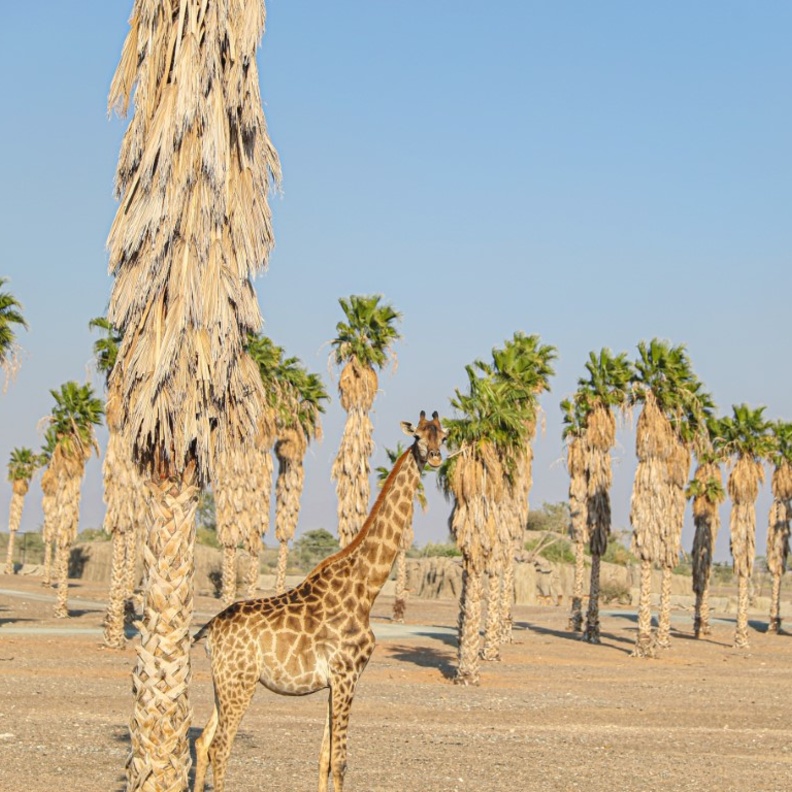 سفاري الشارقة.. تجربة ساحرة لعشاق المغامرة تحاكي أدغال أفريقيا - المصدر وام 