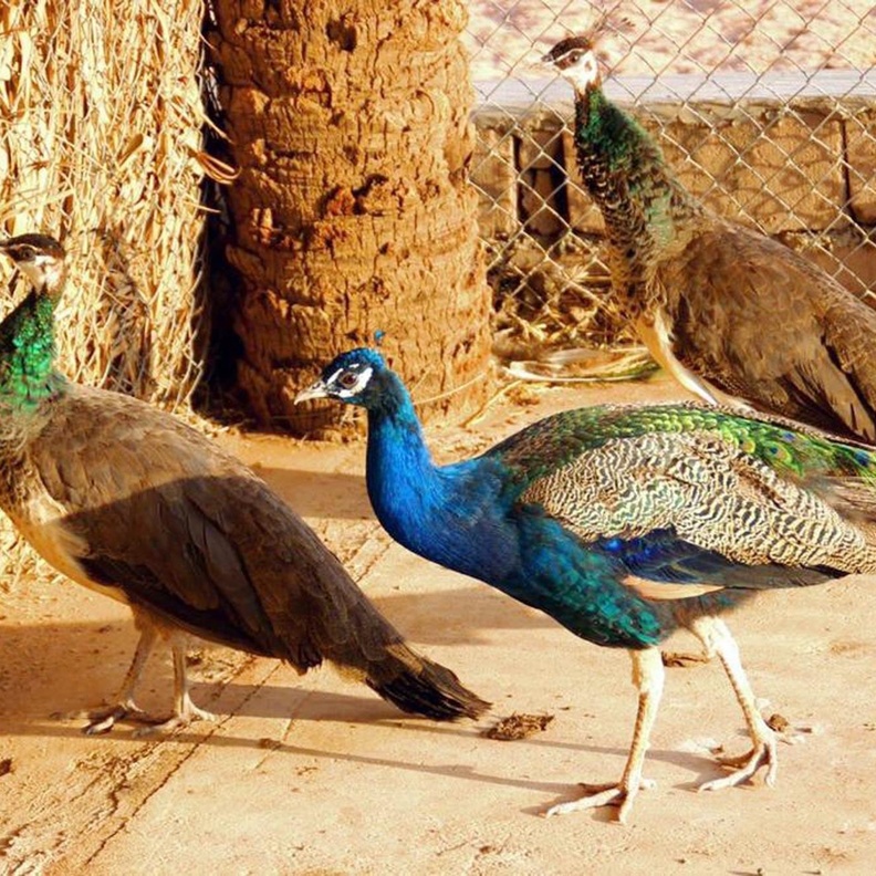 المنتزه البري في محافظة السليمي.. محمية طبيعية ساحرة في أحضان الجبال